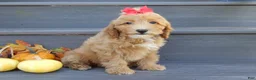 Mini Goldendoodle dogs for sale: Izzy - Ad 4