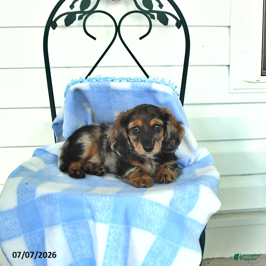 Miniature Dachshund dogs Bentley - Ad 1