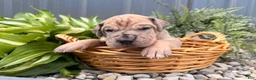 Great Dane dogs for sale: Spotty - Ad 1