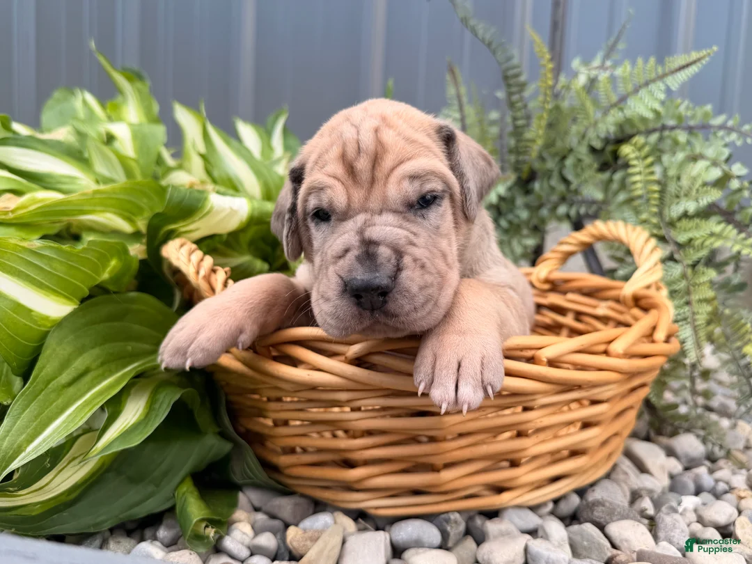 Great Dane dogs for sale: Spotty - Ad 1