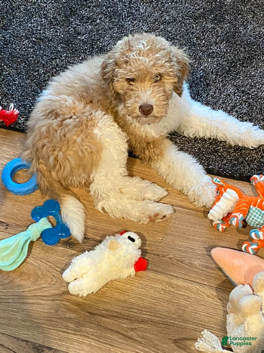 Gallery Image {{count}}