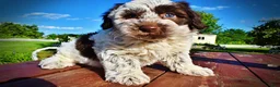 Havapoo dogs for sale: Chippy - Ad 23