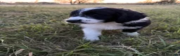 Aussiedoodle dogs for sale: Aussiedoodle 1 - Ad 5