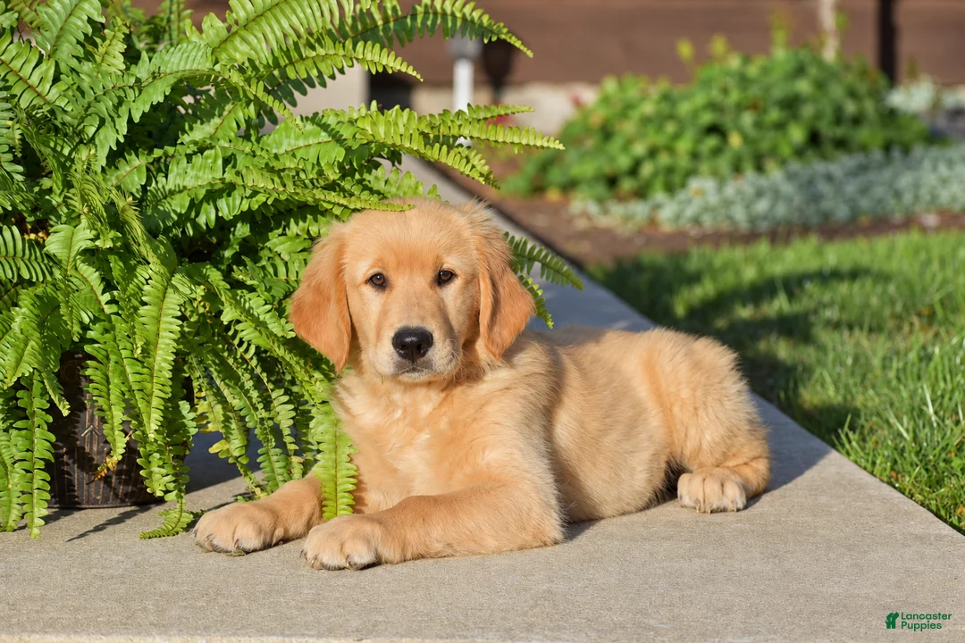 Golden Retriever dogs for sale: Peter - Ad 2