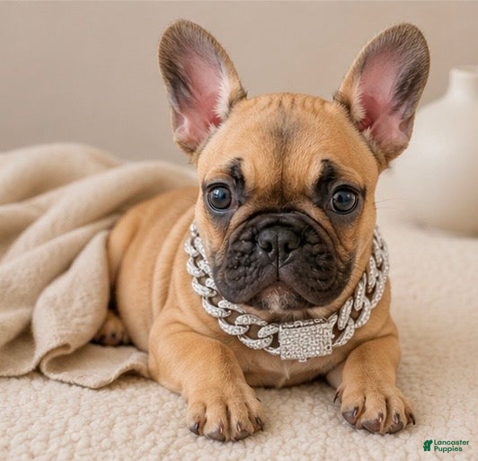 French Bulldog dogs HEIDI 💕 FAWN PRINCESS IN CALI, USA DELIVERY & FINANCING OPTIONS! - Ad 1