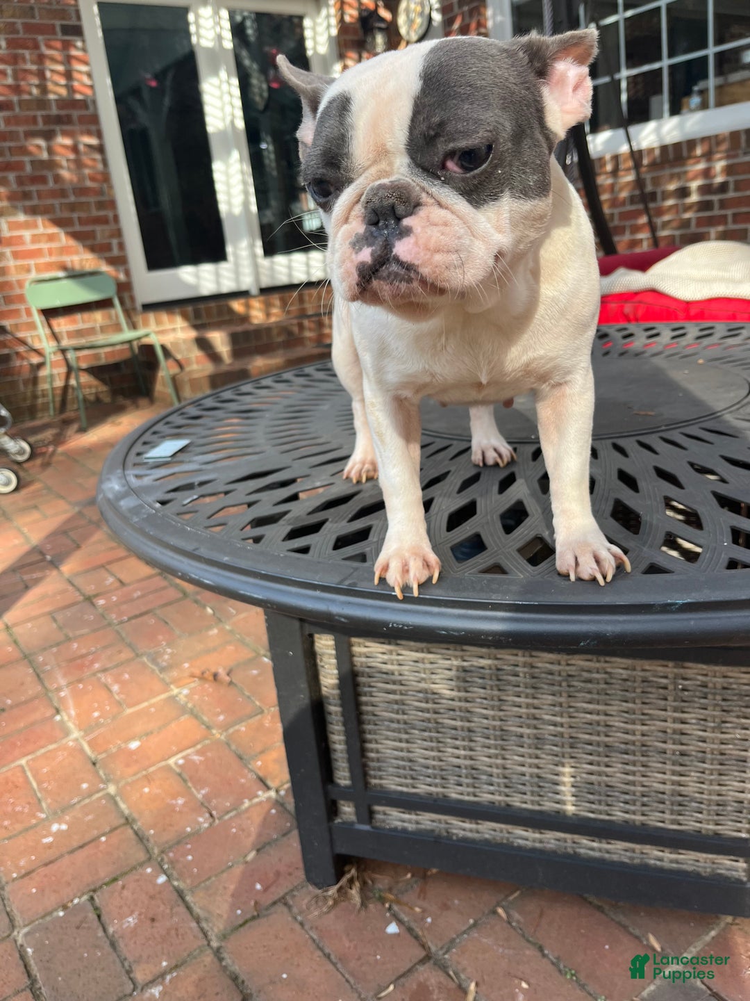 French Bulldog dogs for sale: French Bulldog Puppy 1 - Ad 4