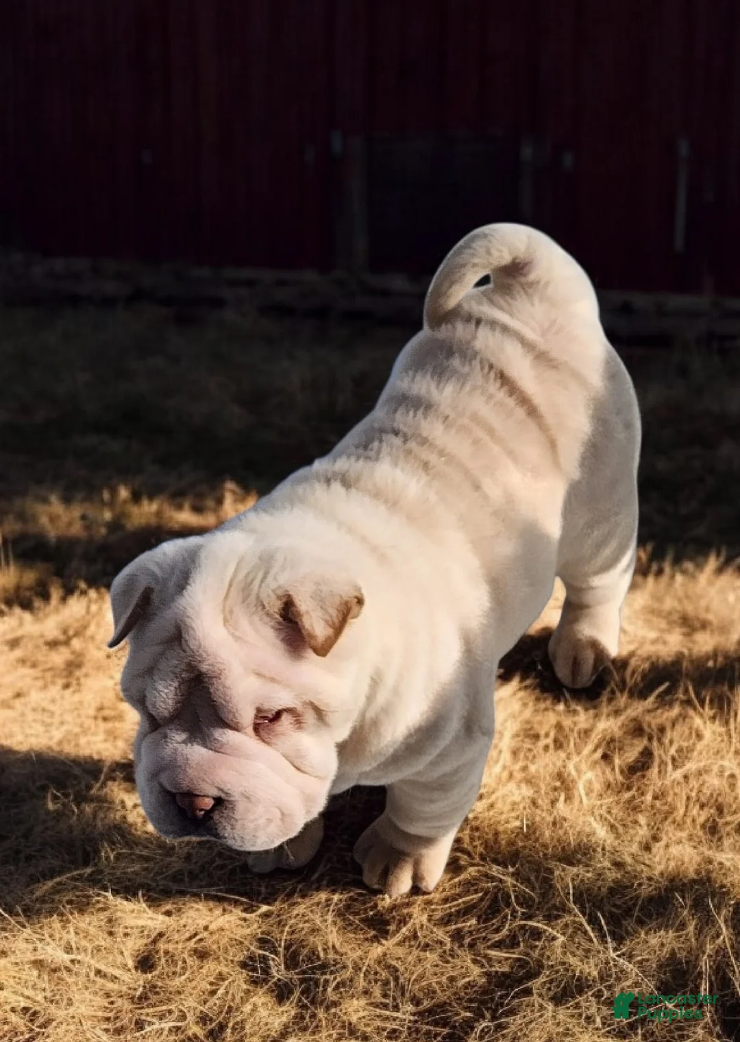 Shar Pei dogs for sale: Blizzard mini - Ad 30