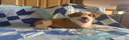 Mixed Breed dogs for sale: Female #3 - Ad 2