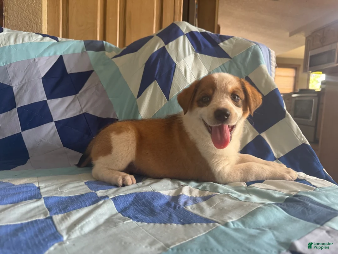 Mixed Breed dogs for sale: Female #3 - Ad 2