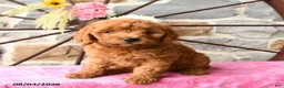 Mixed Breed dogs for sale: Leila - Ad 3