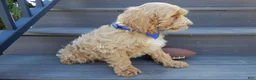 Cockapoo dogs for sale: Bingo - Ad 4