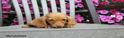 Miniature Dachshund dogs for sale: Jonah - Ad 3
