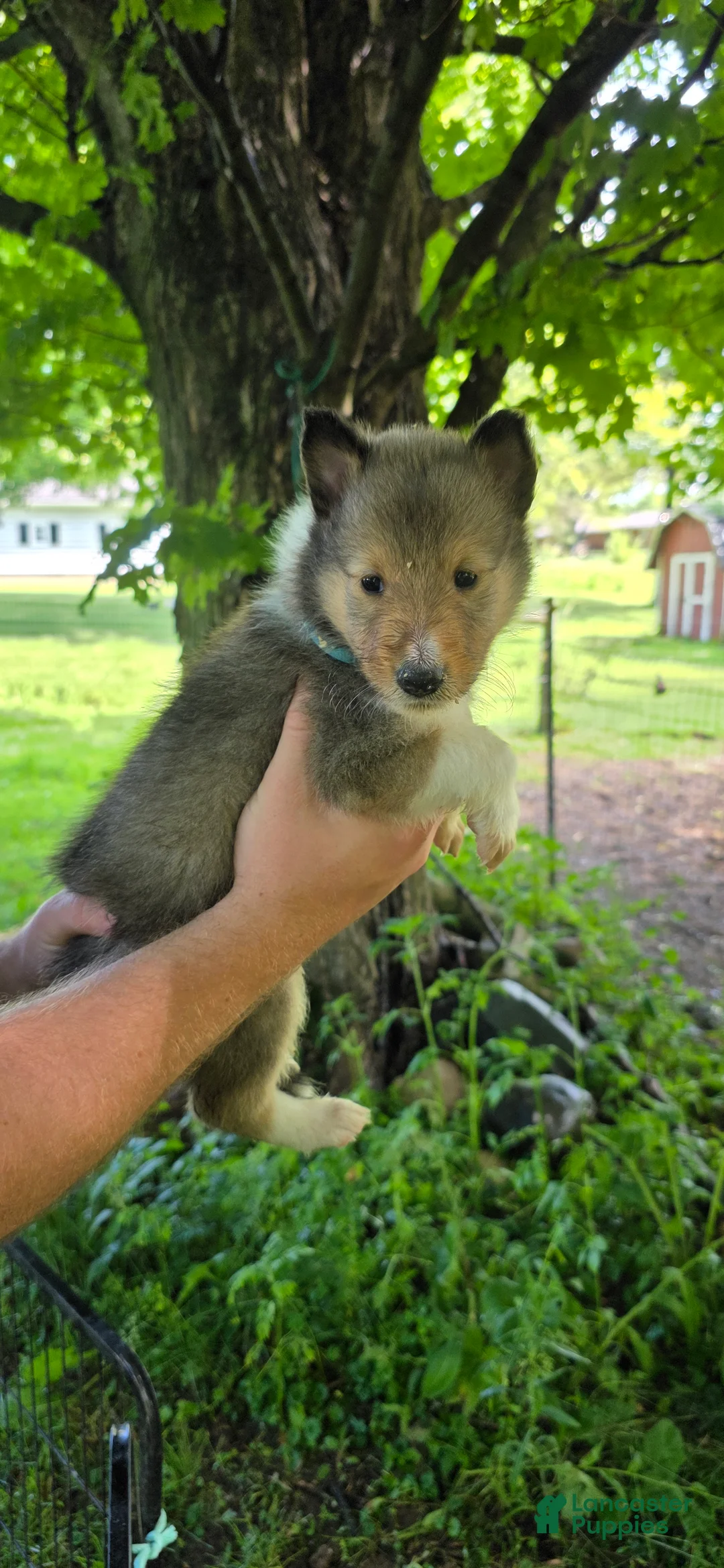 Collie dogs for sale: Collie Puppy 4 - Ad 1