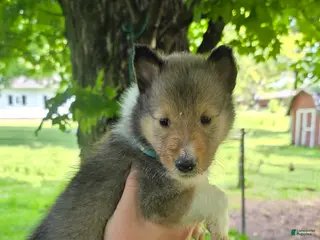Collie dogs for sale: Collie Puppy 4 - Ad 4