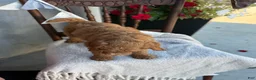 Goldendoodle dogs for sale: Coop - Ad 8