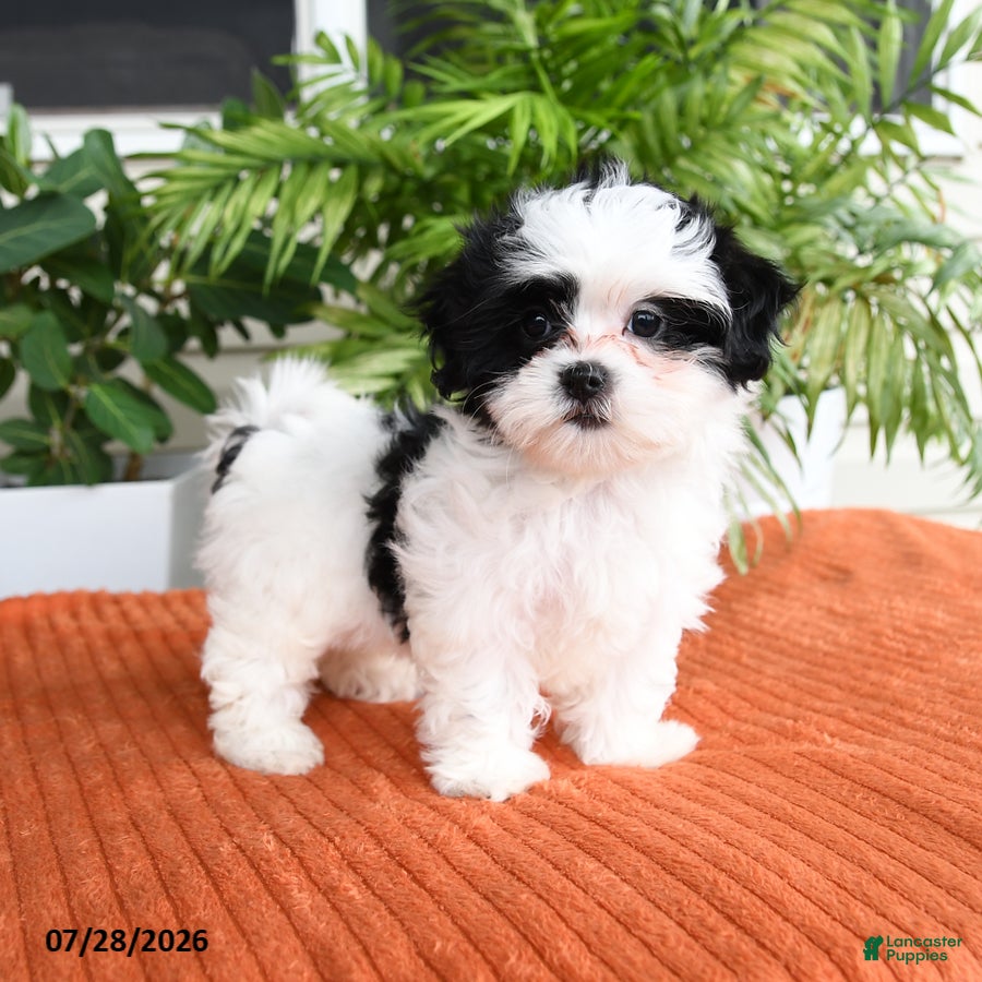 Malshi dogs Holly - Ad 1