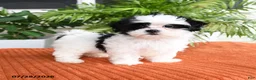 Malshi dogs for sale: Holly - Ad 1