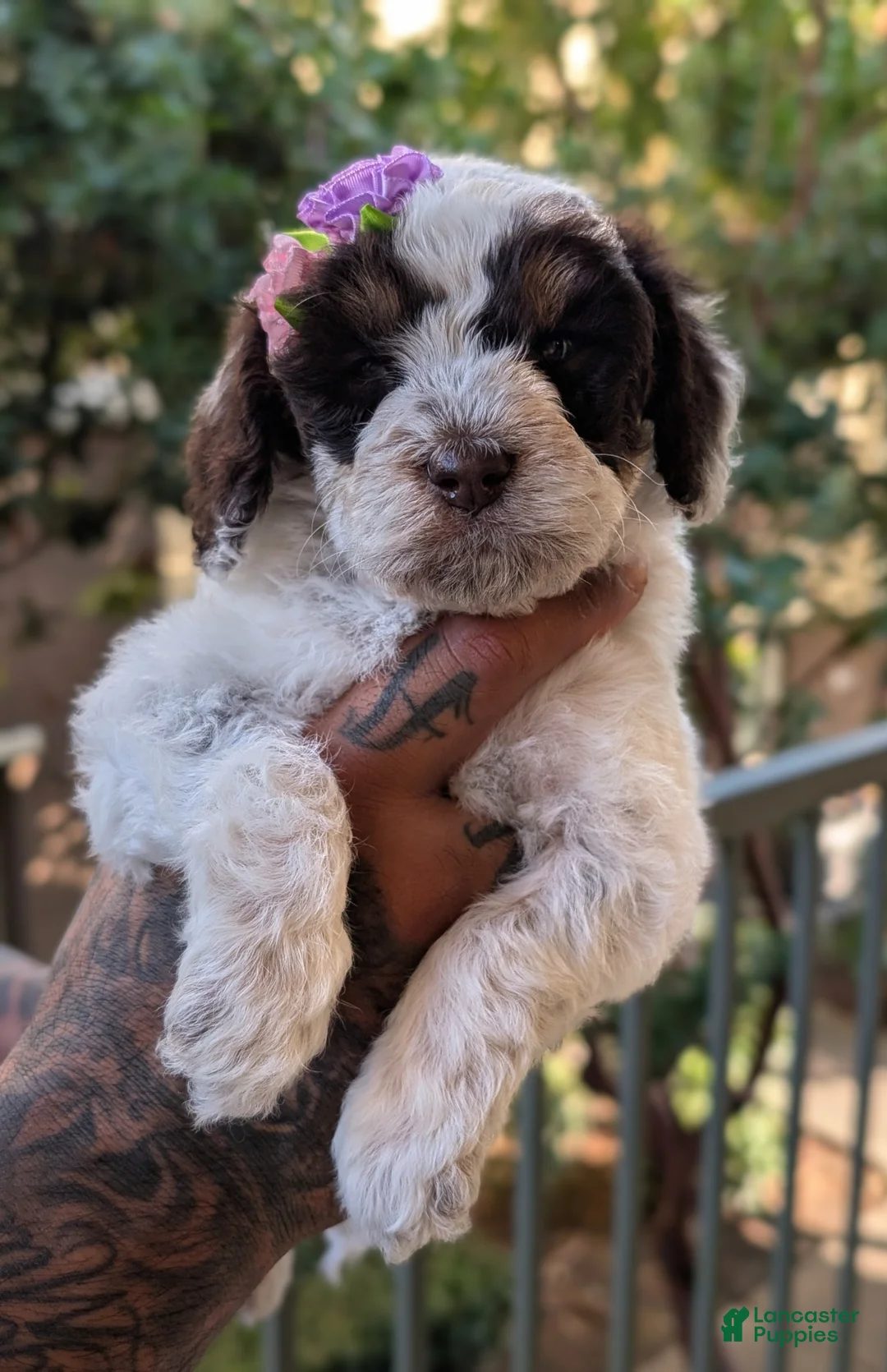 Mixed Breed dogs for sale: JOHNNIE GIRL - Ad 4