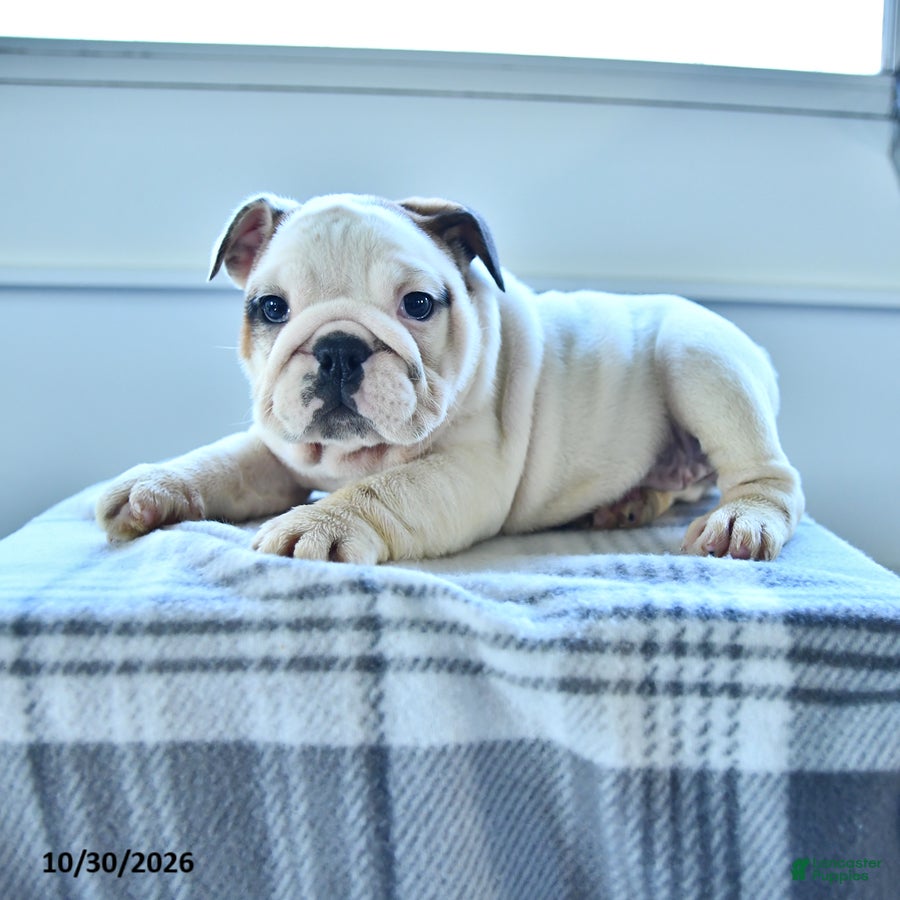 English Bulldog dogs for sale: Bradi - Ad 2