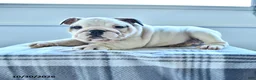 English Bulldog dogs for sale: Bradi - Ad 2