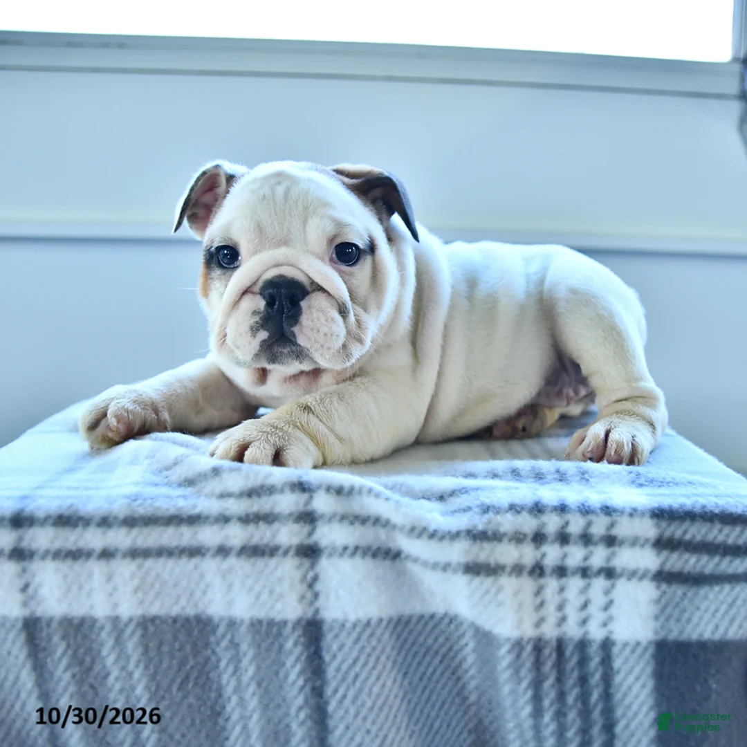 English Bulldog dogs for sale: Bradi - Ad 2