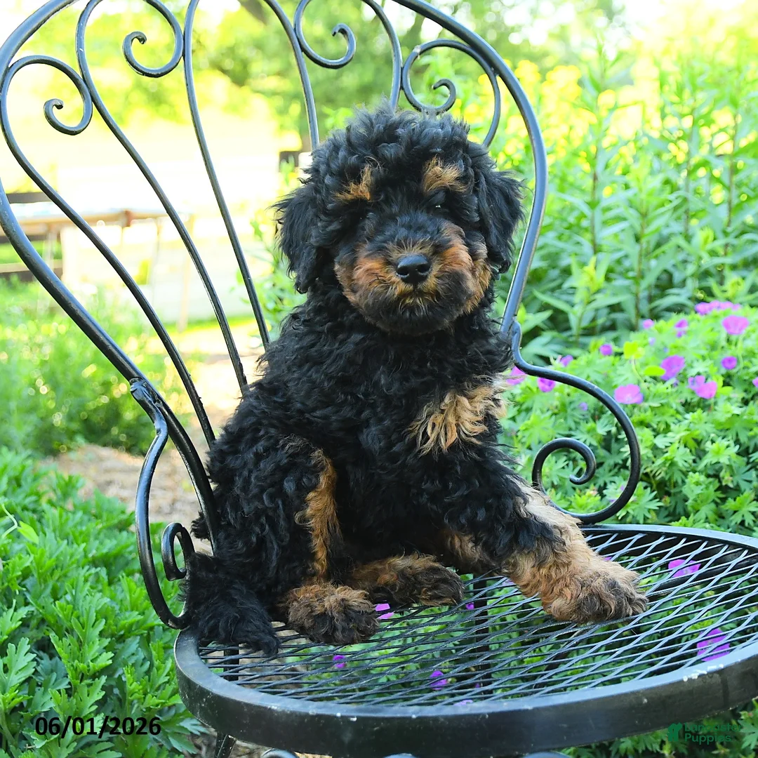 Mixed Breed dogs for sale: Pascal - Ad 1