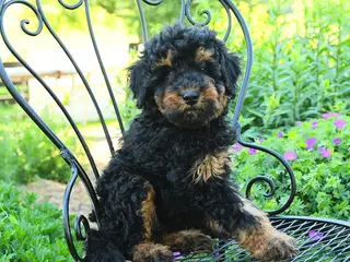 Mixed Breed dogs for sale: Pascal - Ad 4