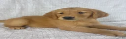 Golden Retriever dogs for sale: Ranger - Ad 5