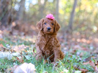 Goldendoodle dogs - Ad 35