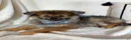 Pomeranian dogs for sale: Prince - Ad 2