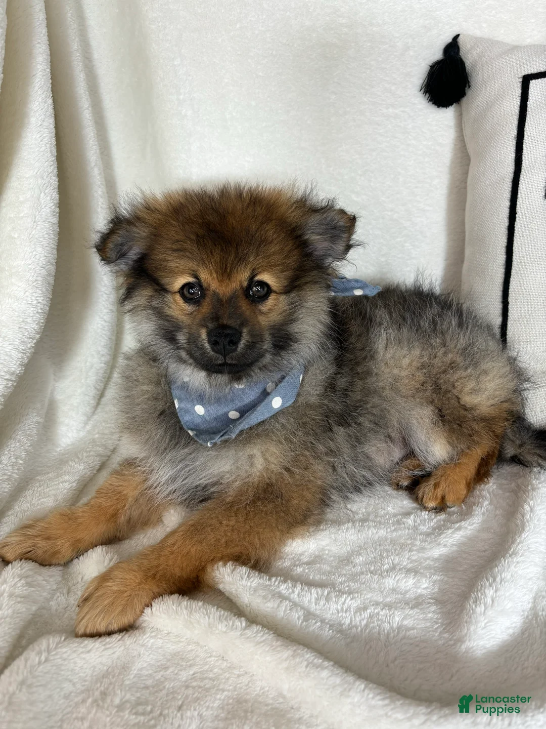 Pomeranian dogs for sale: Prince - Ad 2