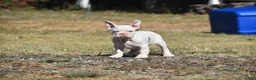 French Bulldog dogs for sale: French Bulldog 2 - Ad 2