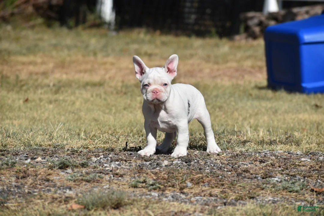 French Bulldog dogs for sale: French Bulldog 2 - Ad 2