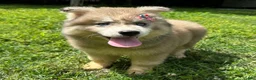 Siberian Husky dogs for sale: REYNA - Ad 6