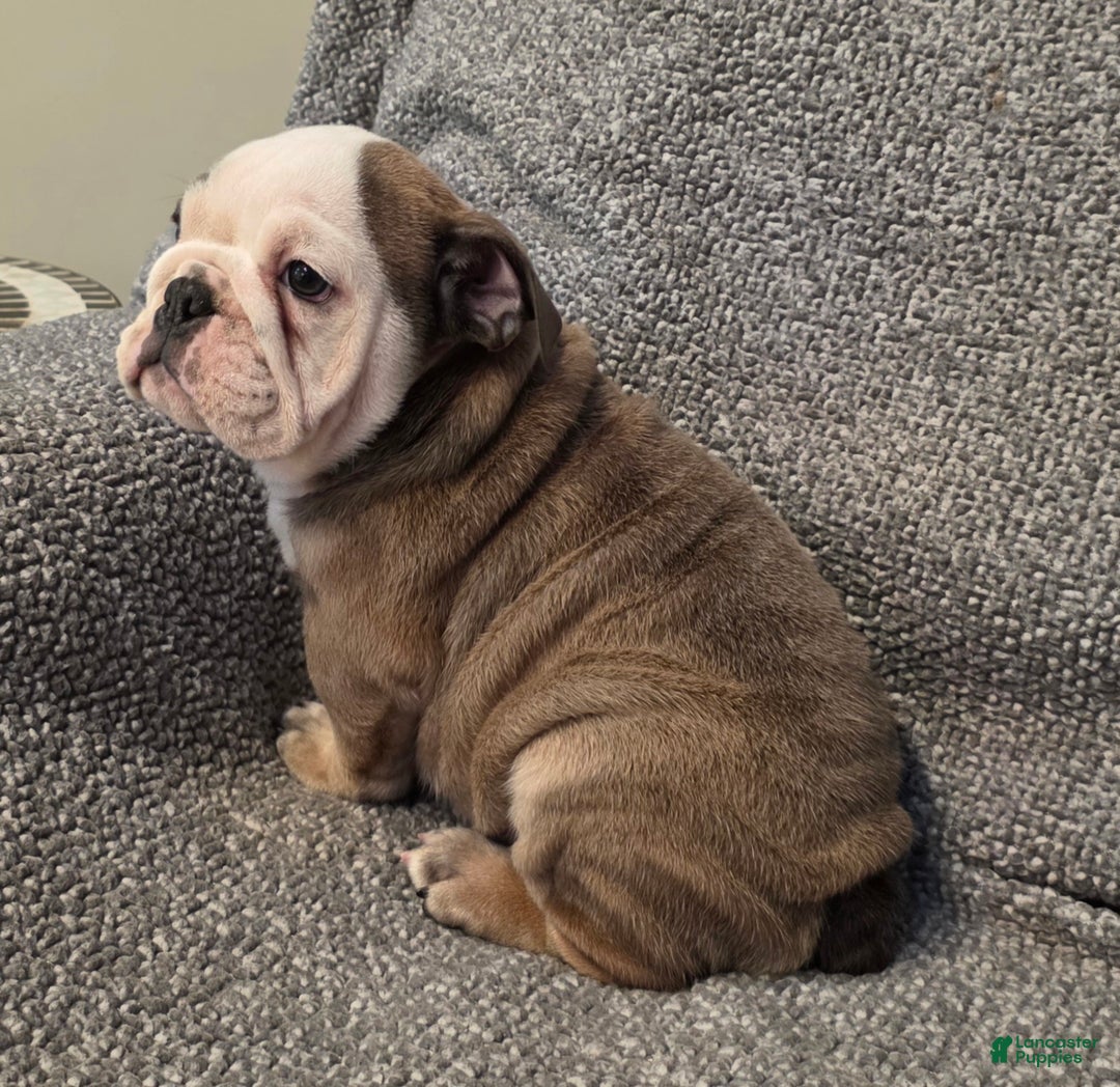 English Bulldog dogs for sale: Amari - Ad 2
