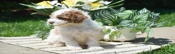 Miniature Poodle dogs for sale: Parker - Ad 2