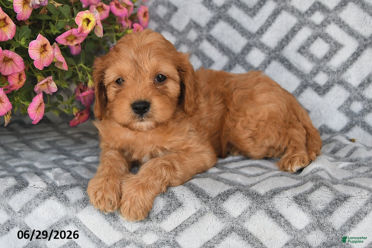 Cavapoo dogs Theo - Ad 1