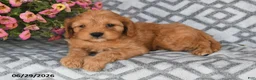 Cavapoo dogs for sale: Theo - Ad 1