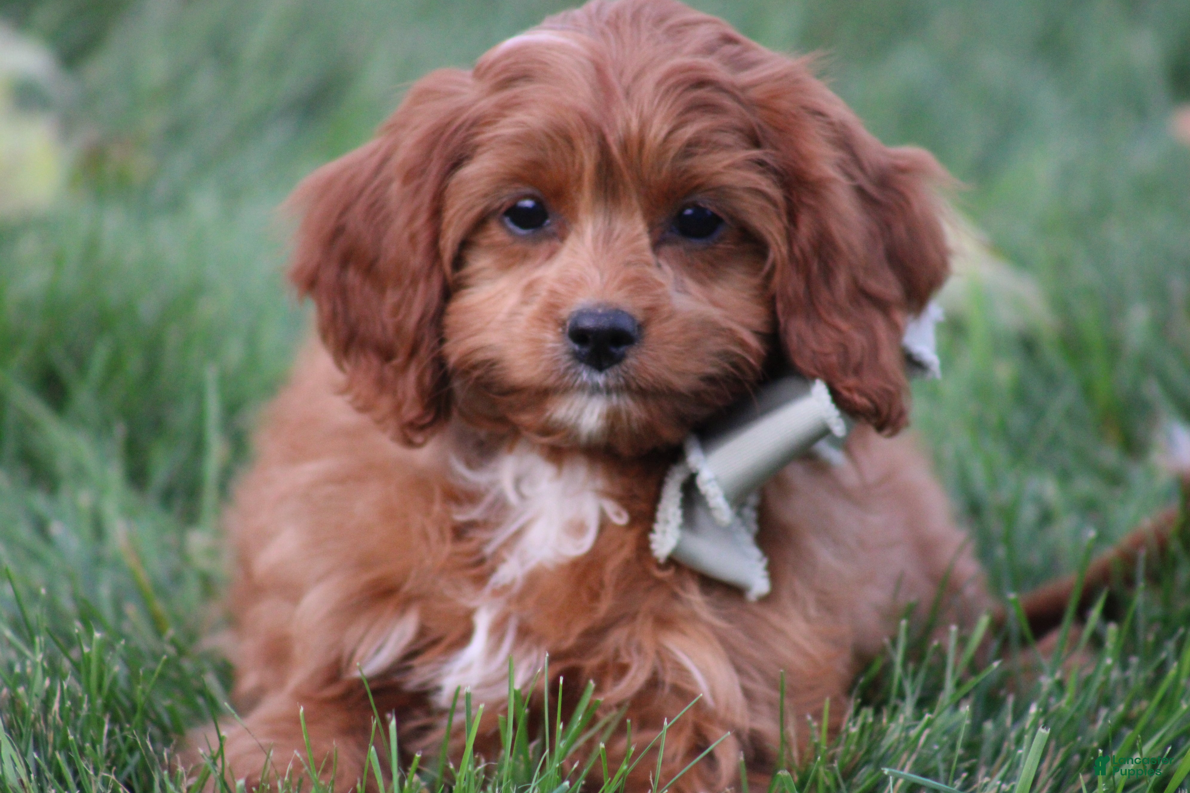 Cavapoo dogs for sale: Balie - Ad 1