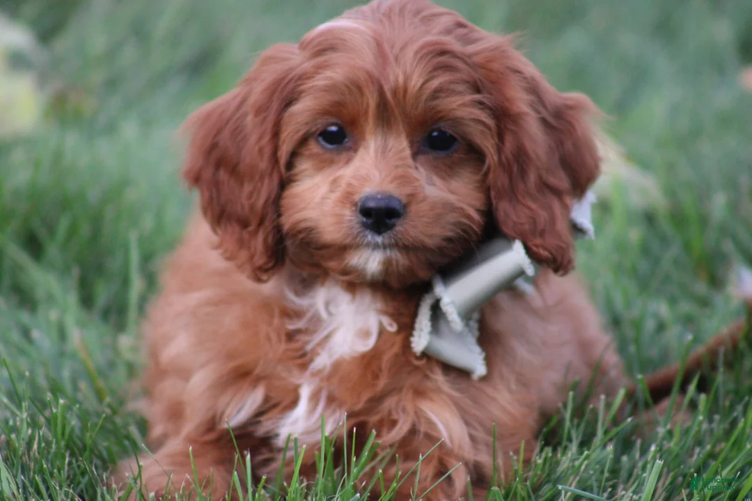 Cavapoo dogs for sale: Balie - Ad 1