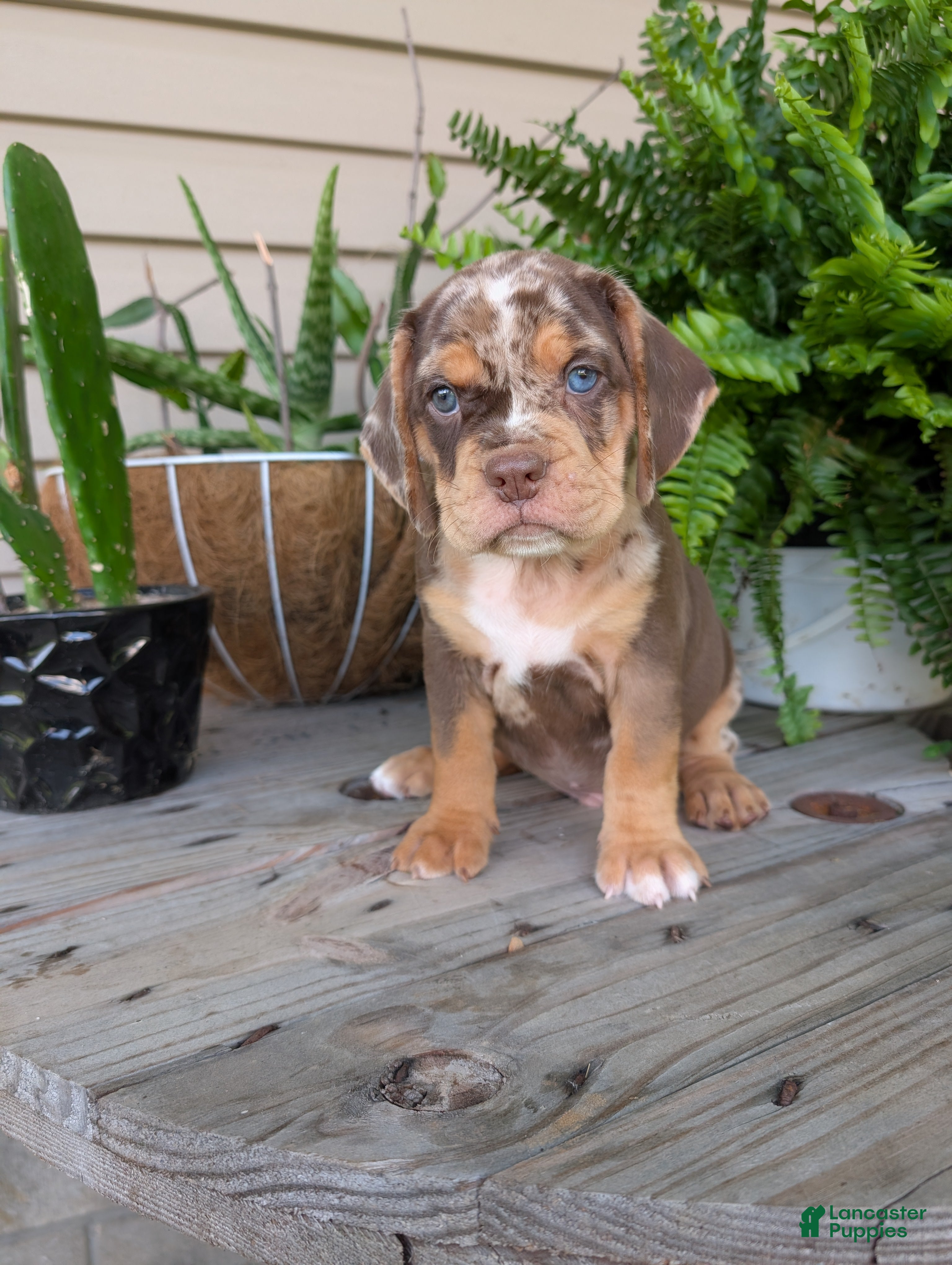 Beabull dogs Tank - Ad 21