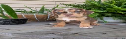 Beabull dogs for sale: Tank - Ad 1