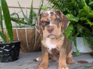 Beabull dogs Tank - Ad 21