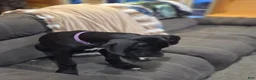 Great Dane dogs for sale: Great Dane 5 - Ad 2