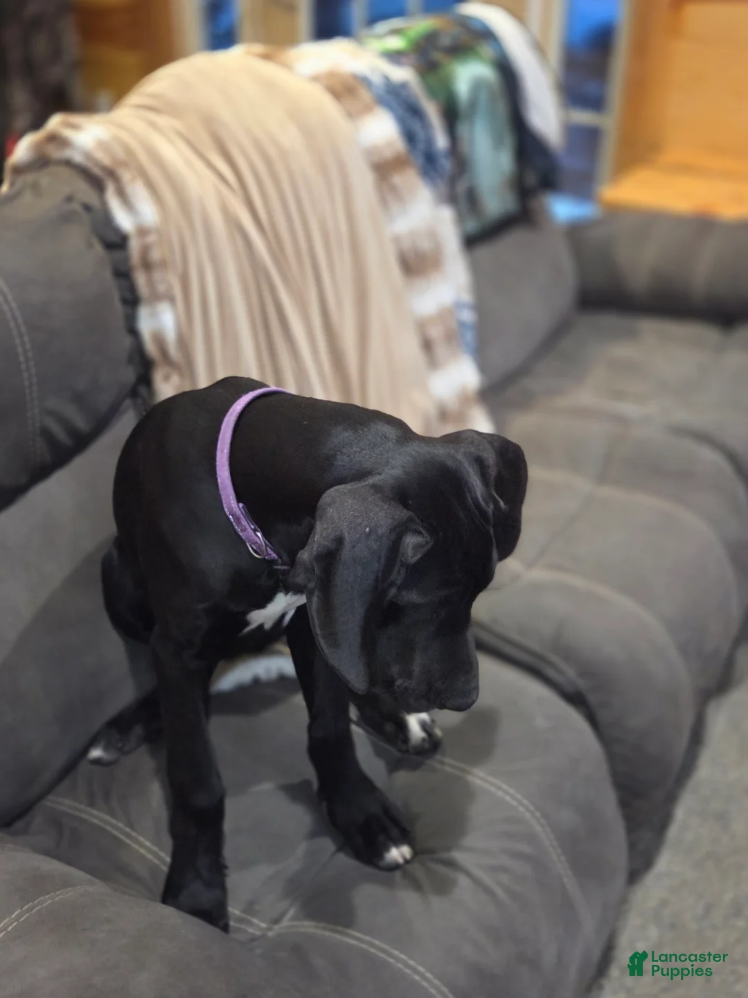 Great Dane dogs for sale: Great Dane 5 - Ad 2