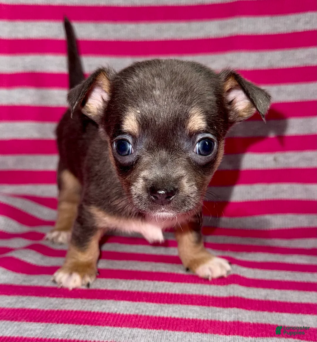 Chihuahua dogs for sale: Blue tri - Ad 2