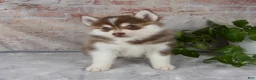 Pomsky dogs for sale: King - Ad 6