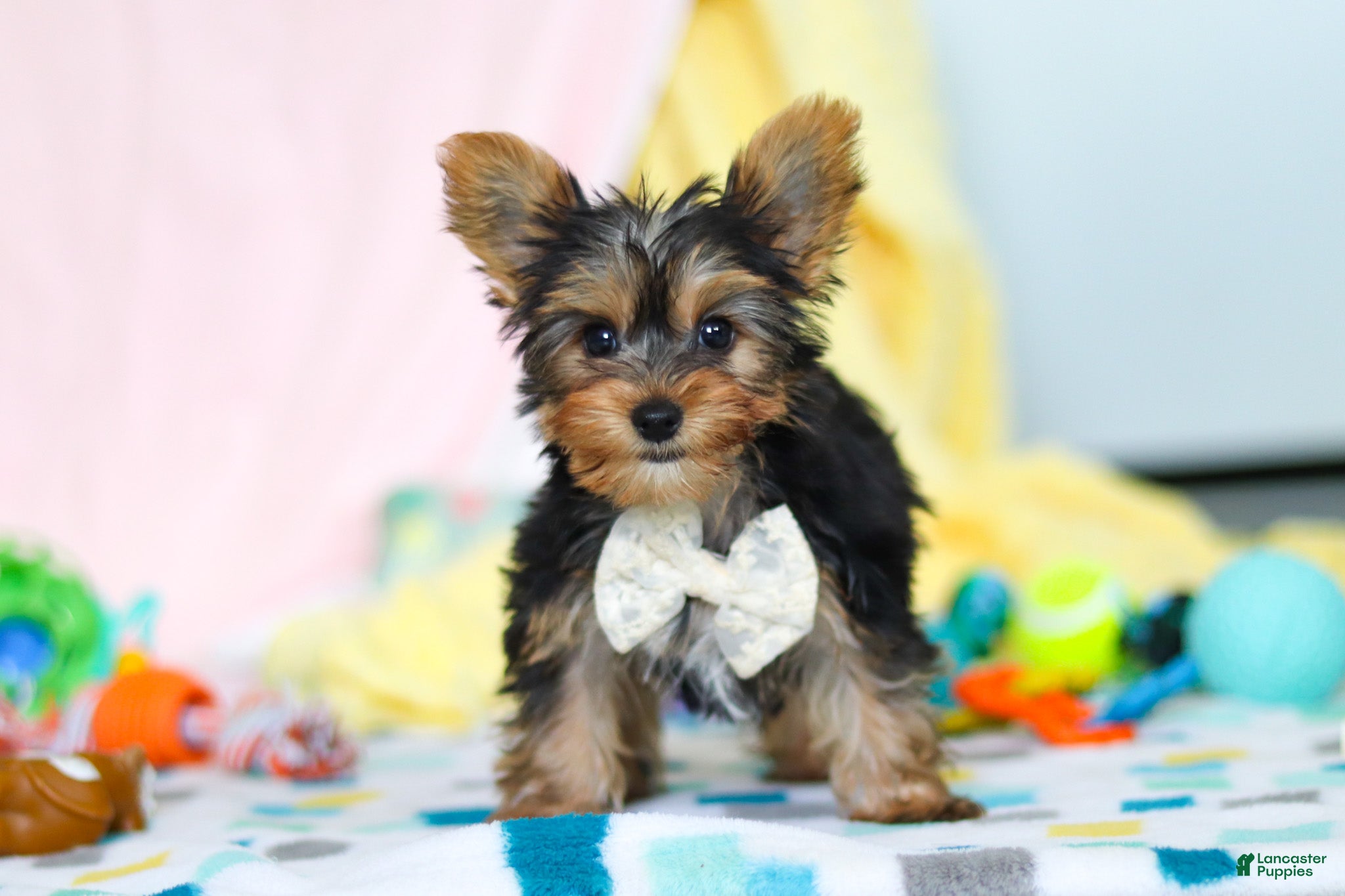 Yorkshire Terrier dogs Ollie - Ad 2