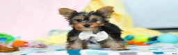 Yorkshire Terrier dogs for sale: Ollie - Ad 2