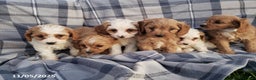 Cavapoo dogs for sale: Cody - Ad 6